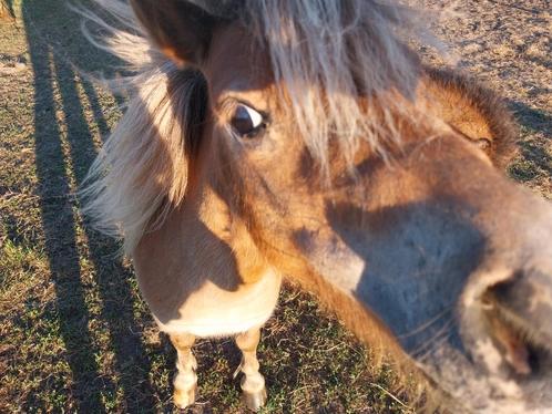 Hulp, verzorger, hobby, knuffelaar, gezelschap, recreant, Dieren en Toebehoren, Paarden en Pony's | Overige Paardenspullen, Ophalen