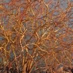 Krulwilg .. kronkelwilg  taken gezocht, Ophalen of Verzenden