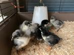Kuikens australorp, Dieren en Toebehoren, Pluimvee, Geslacht onbekend, Kip