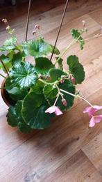 Begonia socotrana Socotra Jemen zeer zeldzaam 1 klompje unie, Ophalen of Verzenden, Overige soorten, Minder dan 100 cm