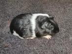 Cavia's Gladhaar & Engels gekruind zwart bont/driekleur, Cavia, Juli, Meerdere dieren, Tam