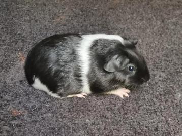 Cavia's Gladhaar & Engels gekruind zwart bont/driekleur  beschikbaar voor biedingen