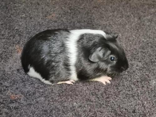 Cavia's Gladhaar & Engels gekruind zwart bont/driekleur, Dieren en Toebehoren, Knaagdieren, Meerdere dieren, Cavia, Juli, Tam