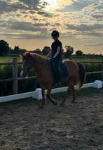 Super lieve bixie pony!, Dieren en Toebehoren, Pony's, Merrie, Recreatiepony