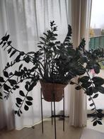 Grote Zamioculcas met pot, Huis en Inrichting, Woonaccessoires | Kunstplanten en Kunstbloemen, Ophalen, Zo goed als nieuw, Binnen
