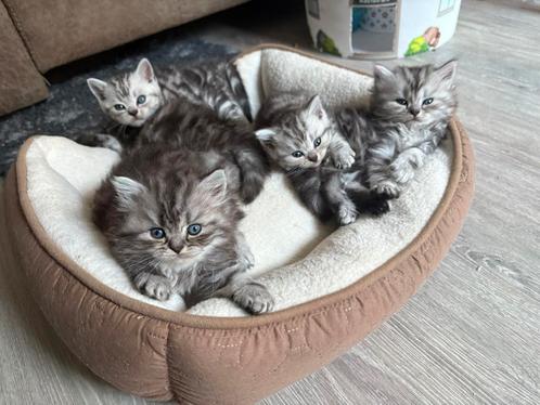Britse korthaar kittens Black Silver Tabby (blotched), Dieren en Toebehoren, Katten en Kittens | Raskatten | Korthaar, Meerdere dieren
