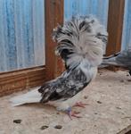 Raadsheer, Dieren en Toebehoren, Vogels | Duiven, Vrouwelijk, Postduif