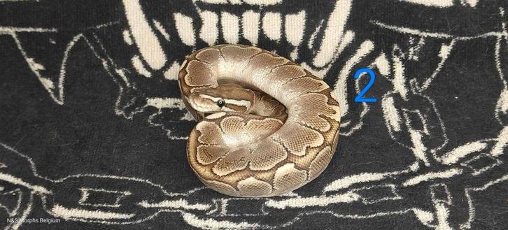 Ball python nakweek 2025 ( mannen)