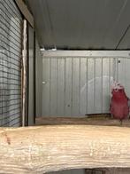 Rose kaketoe, Mannelijk, Papegaai, Geringd