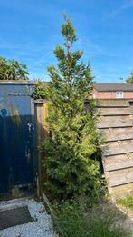Boom, Tuin en Terras, Planten | Bomen, Ophalen, Overige soorten
