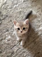 Raszuiver Britse korthaar, Dieren en Toebehoren, Katten en Kittens | Raskatten | Korthaar, Geslacht onbekend, Gechipt, 0 tot 2 jaar