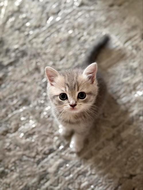 Raszuiver Britse korthaar, Dieren en Toebehoren, Katten en Kittens | Raskatten | Korthaar, Geslacht onbekend, 0 tot 2 jaar, Gechipt