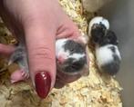 Tamme baby goudhamsters, Dieren en Toebehoren, Knaagdieren, Hamster, November, Meerdere dieren, Tam