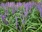 Liriope muscari Ingwersen p9, Ophalen of Verzenden, Zomer, Overige soorten, Halfschaduw
