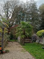 Palmboom - zelf uit te graven, 250 tot 400 cm, Zomer, Palmboom, Ophalen