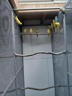 Jonge halsbandparkieten, Dieren en Toebehoren, Vogels | Parkieten en Papegaaien, Meerdere dieren, Parkiet, Geringd