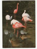 Rhenen  Ouwehands Flamingo's  Ongelopen, Verzamelen, Ansichtkaarten | Nederland, Verzenden, Ongelopen, Utrecht