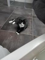 Lieve seniorpoes Mini zoekt een rustig thuis, Dieren en Toebehoren, Katten en Kittens | Overige Katten, Poes, Kortharig, 6 jaar of ouder