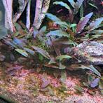 Aquarium plant, Dieren en Toebehoren, Vissen | Aquaria en Toebehoren, Ophalen, Nieuw, Plant(en), Steen of Hout