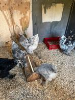 Brahma groot ( diverse kleuren), Dieren en Toebehoren, Meerdere dieren, Kip