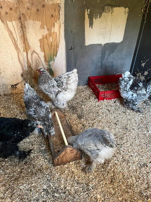 Brahma groot ( diverse kleuren), Dieren en Toebehoren, Pluimvee, Kip, Meerdere dieren