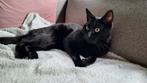 Lieve zwarte kat (5 jaar) zoekt nieuw huis, Dieren en Toebehoren, Katten en Kittens | Overige Katten, Kater, Kortharig, 3 tot 5 jaar