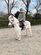 100% brave, bombproof pony, Dieren en Toebehoren, Pony's, Merrie, Gechipt, M, B pony (1.17m tot 1.27m)