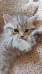 Britse korthaar kittens, Dieren en Toebehoren, Katten en Kittens | Raskatten | Korthaar, Meerdere dieren, Ontwormd, 0 tot 2 jaar