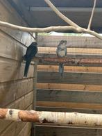 Koppel bonte blauwe pennate rosella’s, Dieren en Toebehoren, Vogels | Parkieten en Papegaaien, Meerdere dieren, Parkiet