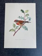10 prenten zangvogels  16,5x24 samen 20 euro oa kneu, Antiek en Kunst, Ophalen of Verzenden, Natuur en Biologie