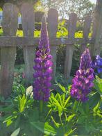 Zaden Lupine lilapaars, Verzenden, Volle zon