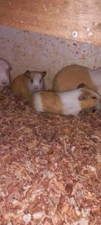 Leuke jonge cavia's, Dieren en Toebehoren, Knaagdieren, Cavia, November, Meerdere dieren, Tam