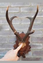 De allergrootste ree bok - geweien tot 30cm! Mega 6-ender !, Ophalen of Verzenden, Zo goed als nieuw, Hert, Gewei of Kop