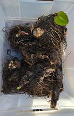 Rhizomen / wortelstokken Canna Musafolia!, Tuin en Terras, Bloembollen en Zaden, Ophalen, Knol