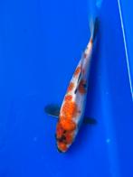 Showa, Dieren en Toebehoren, Karper of Koi
