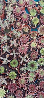 Mini plantjes Sempervivum & Kalanchoe, Huis en Inrichting, Kamerplanten, Overige soorten, Minder dan 100 cm, Halfschaduw, Ophalen