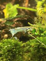 Guppies, veel, mannen en vrouwen, jong en oud, in de mix., Dieren en Toebehoren, Vissen | Aquariumvissen, Vis