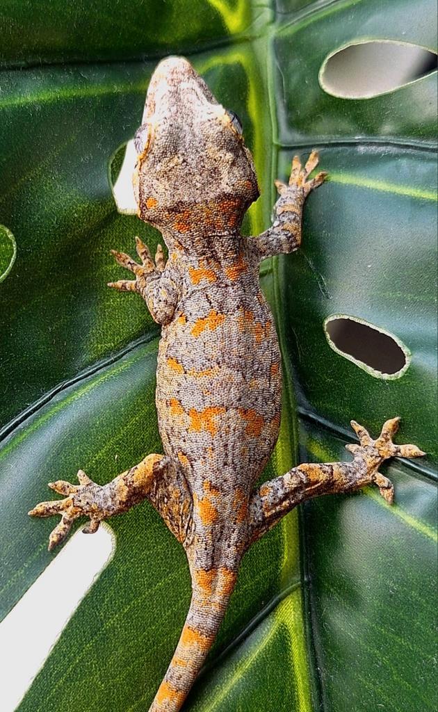 Nakweek gargoyle gekko