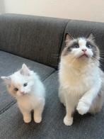 Prachtige Ragdoll kittens beschikbaar, Dieren en Toebehoren, Katten en Kittens | Raskatten | Langhaar, Meerdere dieren, Ontwormd