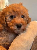 Beeldschone mini Maltipoo pups! Geschikt bij allergie, Dieren en Toebehoren, Honden | Chihuahua's en Gezelschapshonden, Poedel