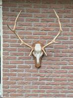 Edelhert Gewei van de Veluwe Jacht Mancave jagen e94, Ophalen of Verzenden, Gebruikt, Hert, Gewei of Kop