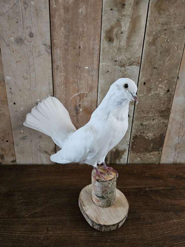 opgezette duif ``WOONWINKEL RUSTIEK``, Ophalen of Verzenden, Zo goed als nieuw, Vogel, Opgezet dier