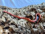 Korenslang pantherophis guttatus, Dieren en Toebehoren, Reptielen en Amfibieën, Slang, Tam, 0 tot 2 jaar