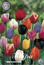 Luxe kwaliteits gekleurde  tulpenbollen Triumph, Ophalen of Verzenden, Najaar, Volle zon, Bloembol