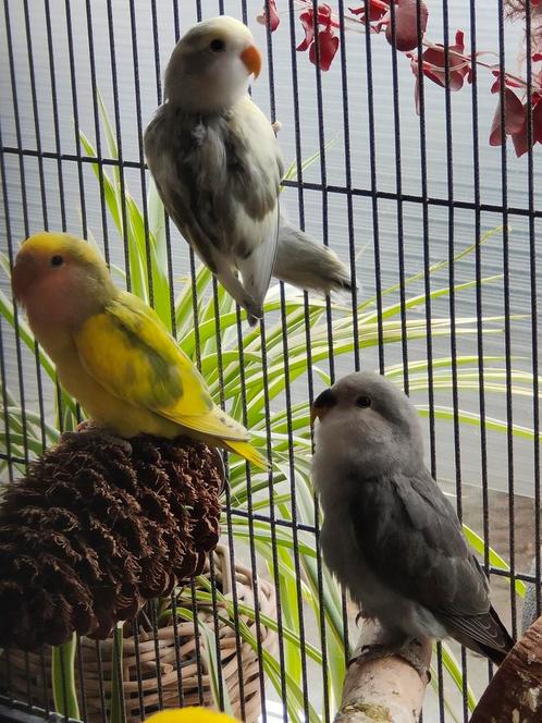 Jonge agapornis rosecollie, Dieren en Toebehoren, Vogels | Parkieten en Papegaaien, Dwergpapegaai of Agapornis, Geslacht onbekend