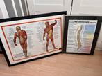 Anatomie Posters - Spieren & Werveltherapie, Ophalen, Zo goed als nieuw