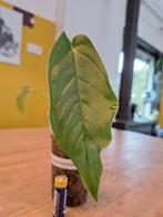 Anthurium Pendurilaminum X (Vietchii x Balaoanum), Ophalen of Verzenden, Halfschaduw, Minder dan 100 cm