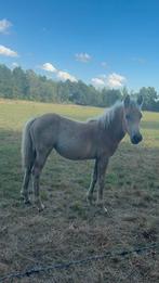 haflinger en merrie veulen te koop, Dieren en Toebehoren, Pony's, Hengst, Onbeleerd, Recreatiepony, 0 tot 2 jaar