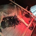 Duitse herder pups, Dieren en Toebehoren, 8 tot 15 weken, Meerdere, Meerdere dieren, Herder