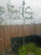 Leiplantaan - groot blad, snel groeiend, Bloeit niet, Leiboom, 100 tot 250 cm, Ophalen